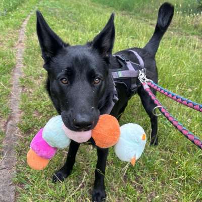 Hundetreffen-Spazieren & Spielen-Bild