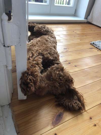 Hundetreffen-Treff Osterdeich-Bild