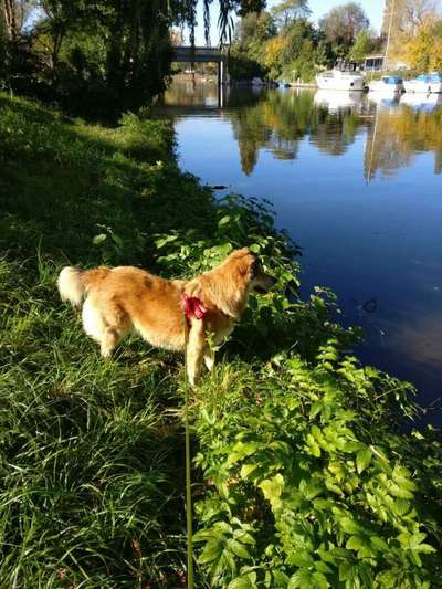 Dogorama-Monats-Challenge-Mai "Wasser"-Beitrag-Bild