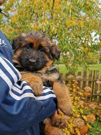 Welpen Bilder !-Beitrag-Bild