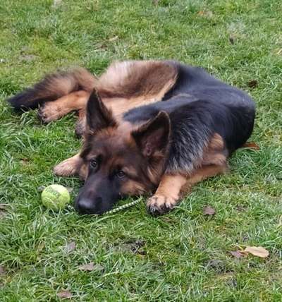 Schäferhund-Beitrag-Bild