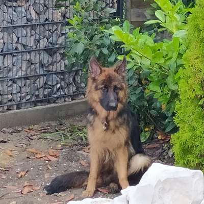 Schäferhund-Beitrag-Bild