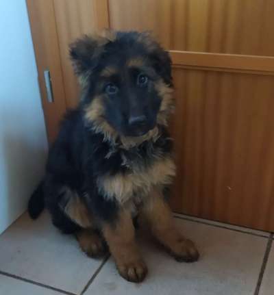 Welpen Bilder !-Beitrag-Bild