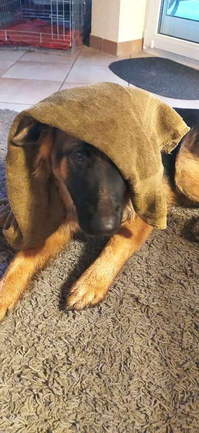 Hunde Memes-Beitrag-Bild