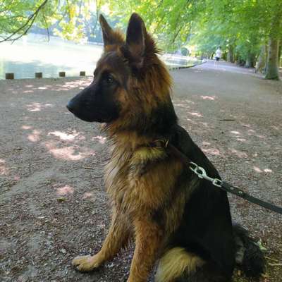 Schäferhund-Beitrag-Bild