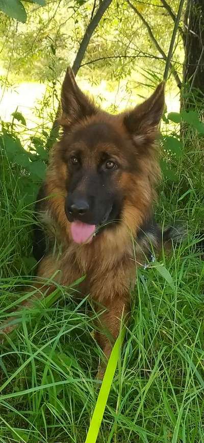 Schäferhund-Beitrag-Bild