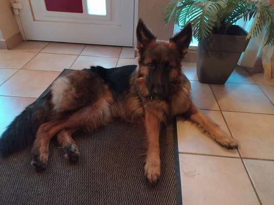 Schäferhund-Beitrag-Bild