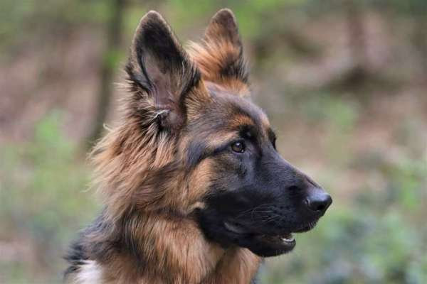 Die Dogorama Monats Challenge "Es grünt und blüht"-Beitrag-Bild