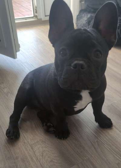 Französische Bulldoggen-Beitrag-Bild