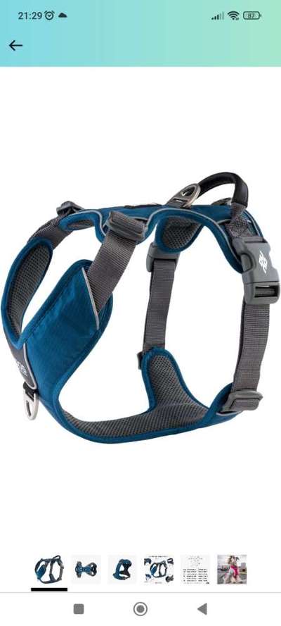 Französische Bulldoggen-Beitrag-Bild