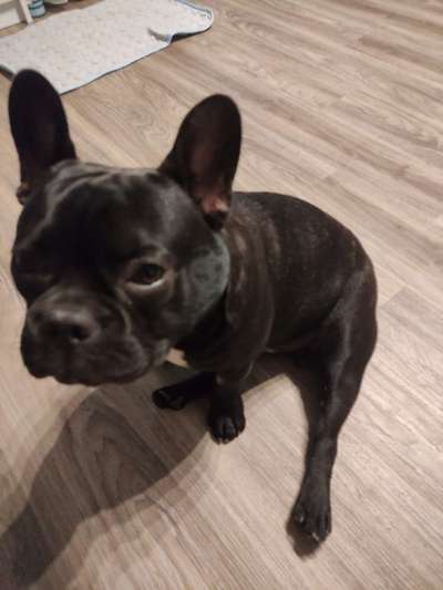 Französische Bulldoggen-Beitrag-Bild