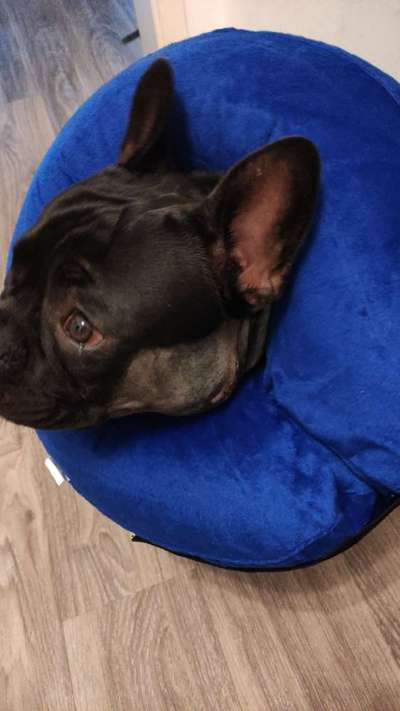 Französische Bulldoggen-Beitrag-Bild