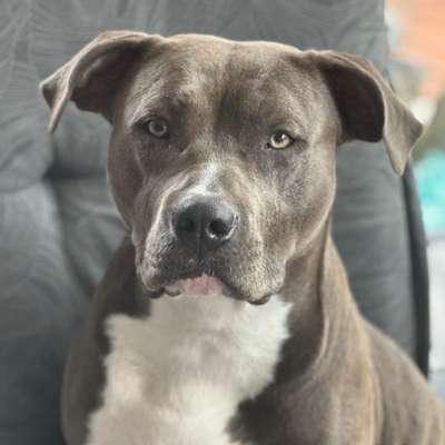 Hundetreffen-Traningspatner-Bild