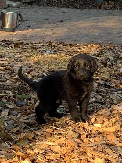 Als Welpen sind sie alle noch süßer-Beitrag-Bild