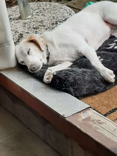 Suche Jagdterrier halter-Beitrag-Bild