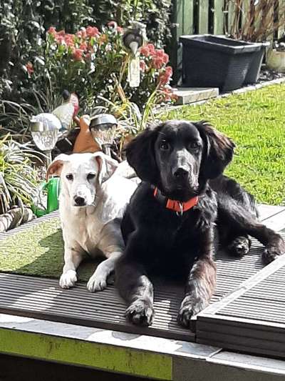 Lieblingsbild von euren Hunden?-Beitrag-Bild