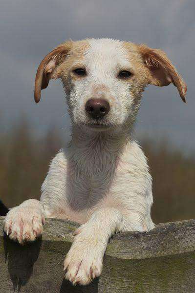 Als Welpen sind sie alle noch süßer-Beitrag-Bild