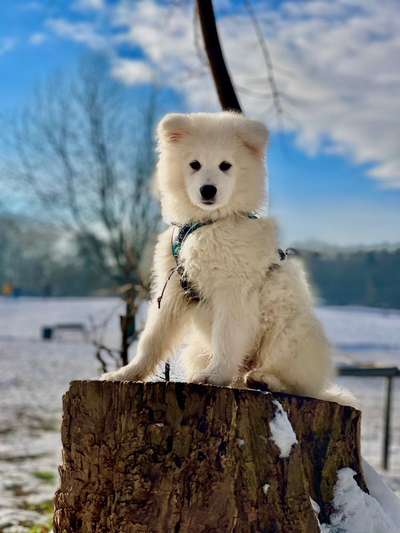 Nordische Hunde-Beitrag-Bild