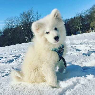 Samojede-Beitrag-Bild