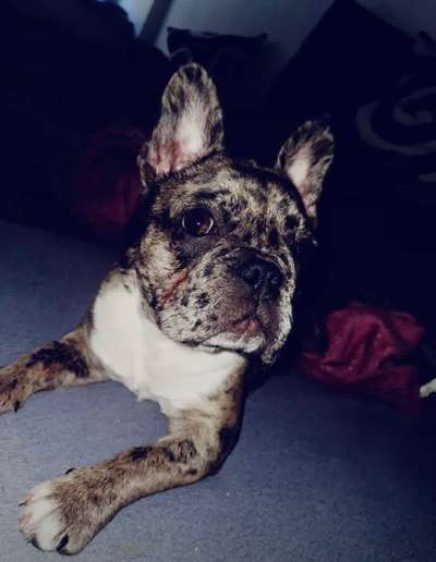 Zeigt her eure Frenchi-Beitrag-Bild