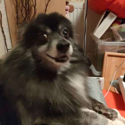 TierschutzhundeStammtisch🐕-Beitrag-Bild