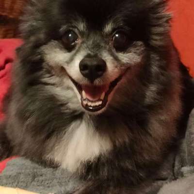 Hundetreffen-Gassy und Spiele Treff-Bild