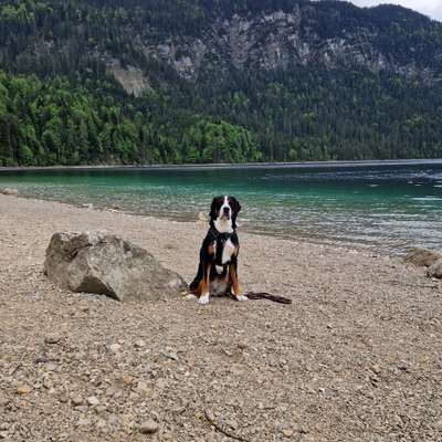 Hundetreffen-Gassirunden/ gemeinsames Training in Peißenberg, Schongau und Umgebung-Bild