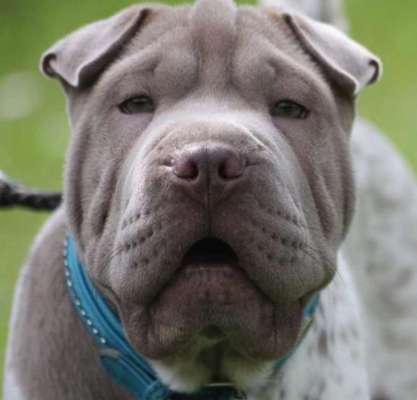 Brachycephale Hunderassen-Beitrag-Bild