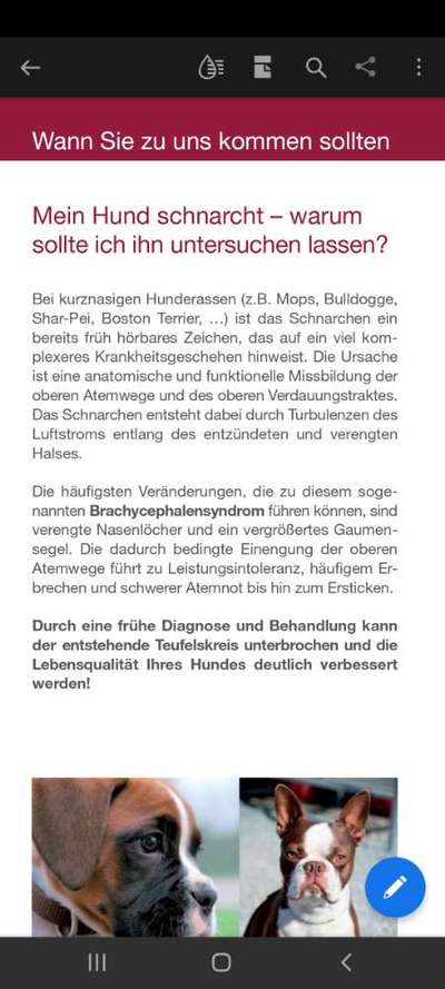 Brachycephale Hunderassen-Beitrag-Bild