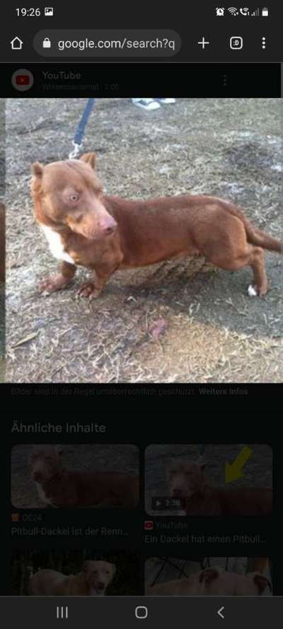 Schwarmwissen Dackelmischlinge und ihre Beine-Beitrag-Bild