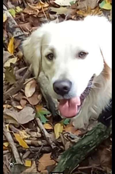 Brachycephale Hunderassen-Beitrag-Bild