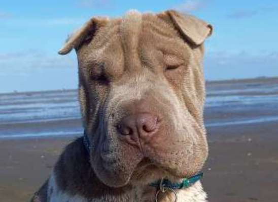 Brachycephale Hunderassen-Beitrag-Bild