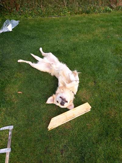 Weihnachtsmanns Rute-Beitrag-Bild