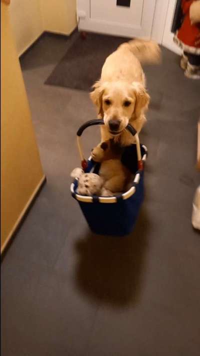 Dogorama Photo Challenge - Hündische Haushaltshilfe-Beitrag-Bild