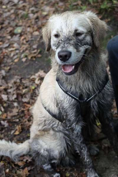 Immer der Nase nach - die schönsten Jagdhund-Bilder-Beitrag-Bild