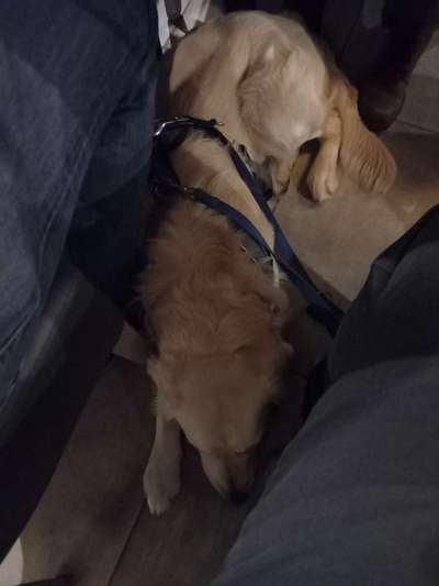 Impulskontrolle Challenge Nr.: 7
         "Gesellschaftsfähig"-Beitrag-Bild