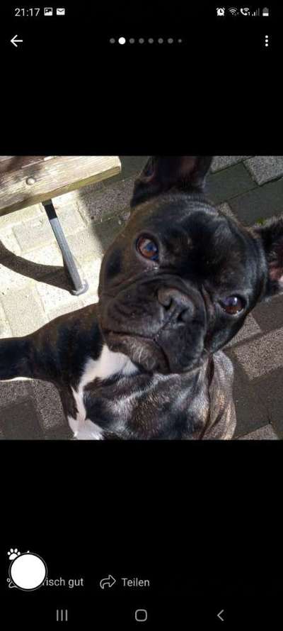 Brachycephale Hunderassen-Beitrag-Bild