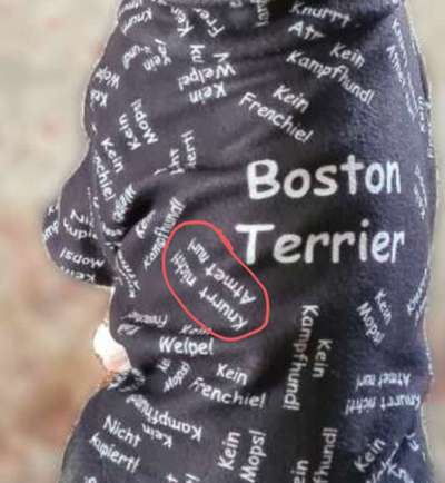 Brachycephale Hunderassen-Beitrag-Bild