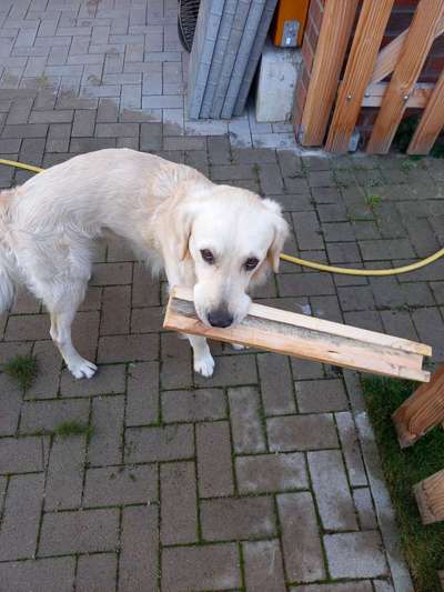 Weihnachtsmanns Rute-Beitrag-Bild