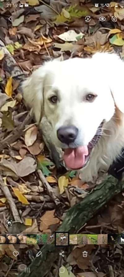 Brachycephale Hunderassen-Beitrag-Bild