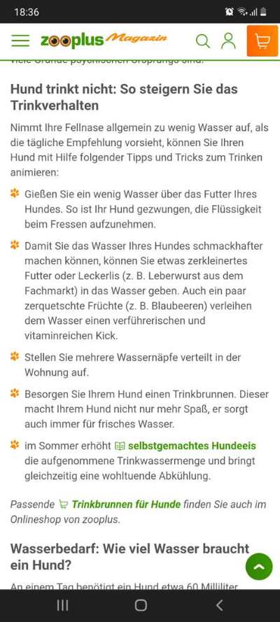 Hund zum Trinken animieren?-Beitrag-Bild