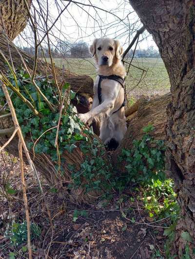 Handy Foto Challenge Nr. 49: Mein Freund der Baum-Beitrag-Bild