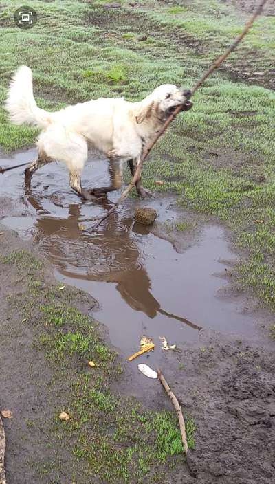 Dogorama-Monats-Challenge-Mai "Wasser"-Beitrag-Bild