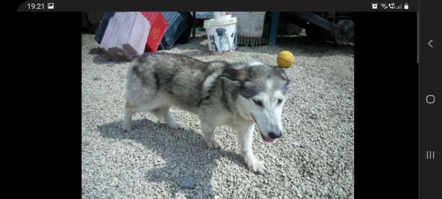 Schwarmwissen Dackelmischlinge und ihre Beine-Beitrag-Bild