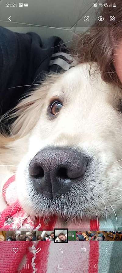 Brachycephale Hunderassen-Beitrag-Bild