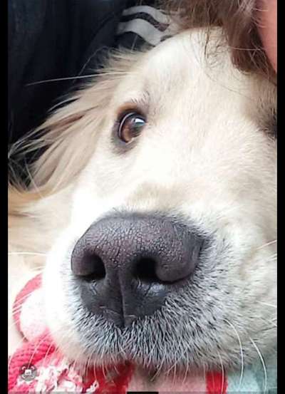 Brachycephale Hunderassen-Beitrag-Bild