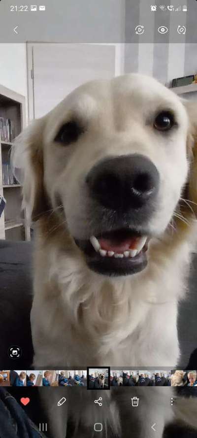 Brachycephale Hunderassen-Beitrag-Bild