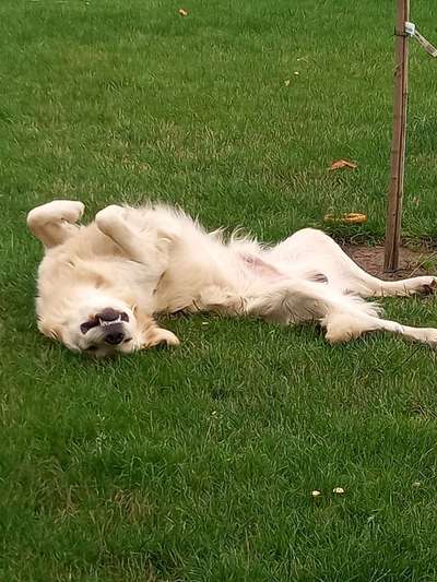 Die Dogorama Wochen Challenge-Beitrag-Bild