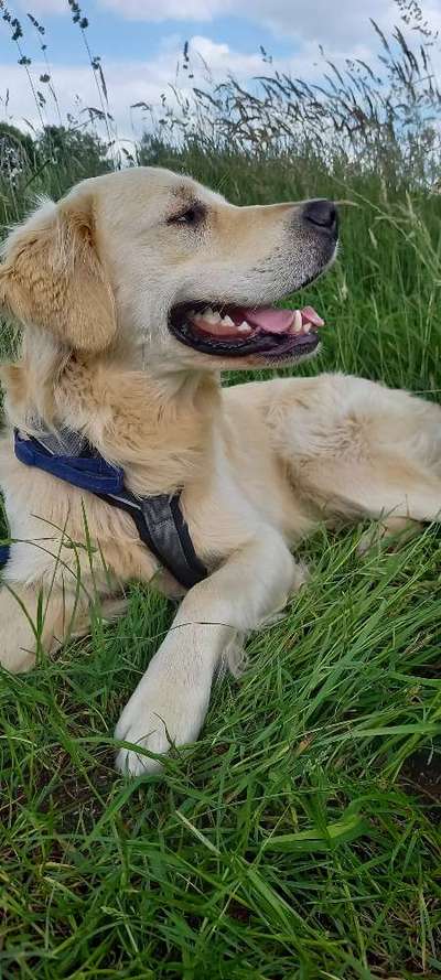 Wie heißt dein Hund?-Beitrag-Bild