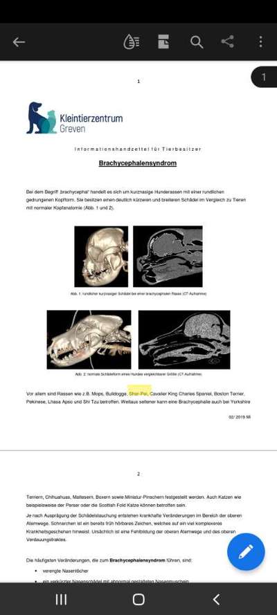 Brachycephale Hunderassen-Beitrag-Bild